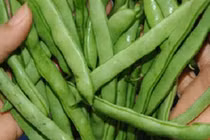 Dùng đậu đỗ trì tuổi xuân của làn da