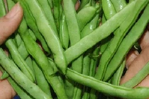 Dùng đậu đỗ trì tuổi xuân của làn da