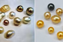 Ngọc trai thiên nhiên được tạo từ vật thể lạ