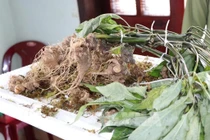 Tránh bị lừa khi mua sâm Ngọc Linh