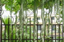 Chi tiết thú vị loài cây ngoằn ngoèo như rắn, hoa đẹp lạ