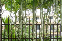 Chi tiết thú vị loài cây ngoằn ngoèo như rắn, hoa đẹp lạ