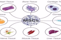 Tế bào gốc trung mô điều trị bệnh Covid-19