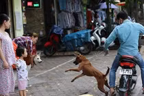 Hà Nội xem xét gắn chip cho chó để quản lý
