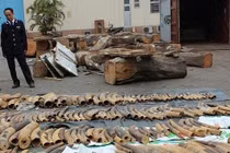 Khởi tố vụ hơn 7 tấn ngà voi và vảy tê tê “vô chủ” nhập qua Hải Phòng