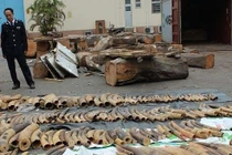 Khởi tố vụ hơn 7 tấn ngà voi và vảy tê tê “vô chủ” nhập qua Hải Phòng