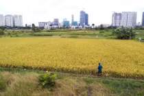 Thủ tướng Chính phủ đồng ý cho Trà Vinh chuyển đổi 38,5ha đất trồng lúa sang đất phi nông nghiệp