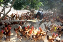 Hà Nội lo bùng phát cúm A/H5N8 tại các chợ đầu mối