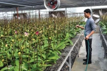 Chọn hoa chơi Tết: Hoa nội lên ngôi