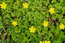 Món ăn từ chua me đất 