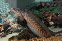 “Lộc trời” tiến vua đất Ninh Bình