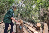 Phó Thủ tướng yêu cầu xử lý nghiêm vụ phá rừng tại Gia Lai