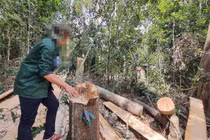 Phó Thủ tướng yêu cầu xử lý nghiêm vụ phá rừng tại Gia Lai