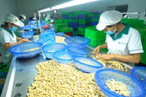  Nhận biết hạt điều Bình Phước