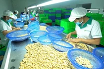  Nhận biết hạt điều Bình Phước