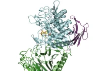 Enzyme vi khuẩn mới có thể tạo ra polymer sinh học sử dụng trong y tế