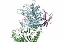 Enzyme vi khuẩn mới có thể tạo ra polymer sinh học sử dụng trong y tế