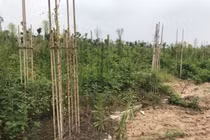 Phải kiên quyết thu hồi “dự án treo”