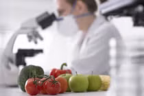 Châu Phi dẫn đầu tiến bộ ứng dụng cây trồng công nghệ sinh học năm 2019