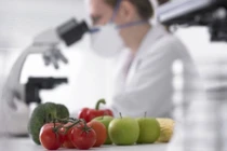 Châu Phi dẫn đầu tiến bộ ứng dụng cây trồng công nghệ sinh học năm 2019