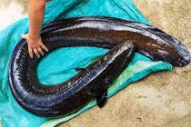 Cá chình 'khủng' 14 kg dính câu trong lòng hồ thủy điện