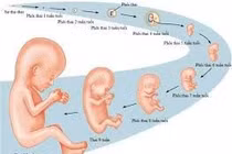 Cực khoái có ảnh hưởng tới sự thụ thai?