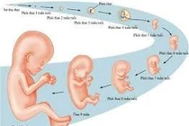 Cực khoái có ảnh hưởng tới sự thụ thai?