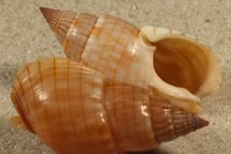 "Điểm danh" các loài ốc chứa độc tố