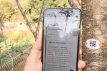 Cách truy xuất nguồn gốc hoa đào