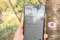 Cách truy xuất nguồn gốc hoa đào