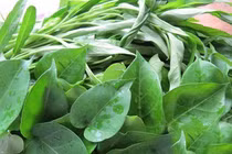 Mắc sỏi thận giảm ăn chua