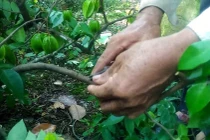 Kìm chiết 3 trong 1