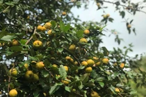 Hái sơn tra trên những "bậc thang lên thiên đường"