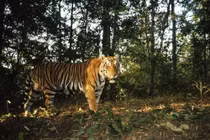 Hổ là động vật được bảo tồn