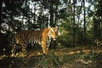 Hổ là động vật được bảo tồn