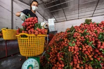 Bắc Giang bán vải thiều thu về hơn 4.000 tỷ đồng