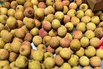 Lô vải tươi Việt Nam đầu tiên đã cập bến Nhật Bản