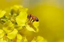 Sự suy giảm các loài thụ phấn có thể gây tổn thất nghiêm trọng hệ sinh thái toàn cầu