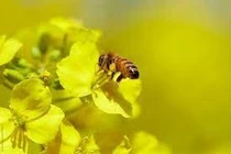 Sự suy giảm các loài thụ phấn có thể gây tổn thất nghiêm trọng hệ sinh thái toàn cầu