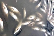 Đình chỉ 4 cơ sở sản xuất liên quan đến vụ cá chết trên Sông Mã