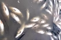 Đình chỉ 4 cơ sở sản xuất liên quan đến vụ cá chết trên Sông Mã