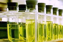 Dầu sinh học dùng được như dầu mỏ