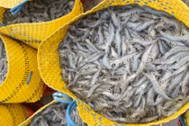 Tôm thẻ miền Tây tăng giá trở lại sau 7 tuần giãn cách