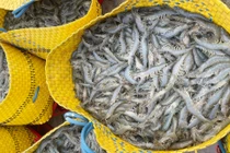 Tôm thẻ miền Tây tăng giá trở lại sau 7 tuần giãn cách