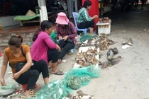  Thanh Hóa: Ngăn chặn tình trạng “tận diệt” chim hoang dã