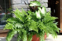 Loài dương xỉ hút asen trong đất