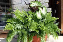 Loài dương xỉ hút asen trong đất