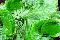 Lá trầu không giúp co búi trĩ