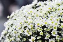 Đông y trị viêm kết mạc mùa xuân