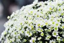 Đông y trị viêm kết mạc mùa xuân